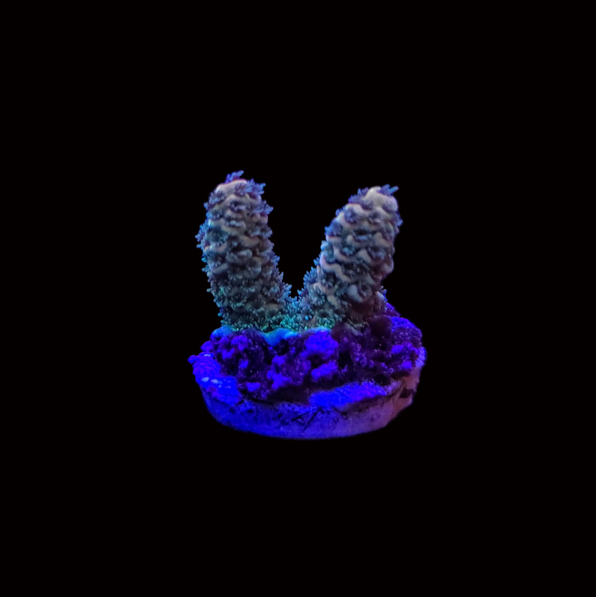Sunset Millepora Acropora
