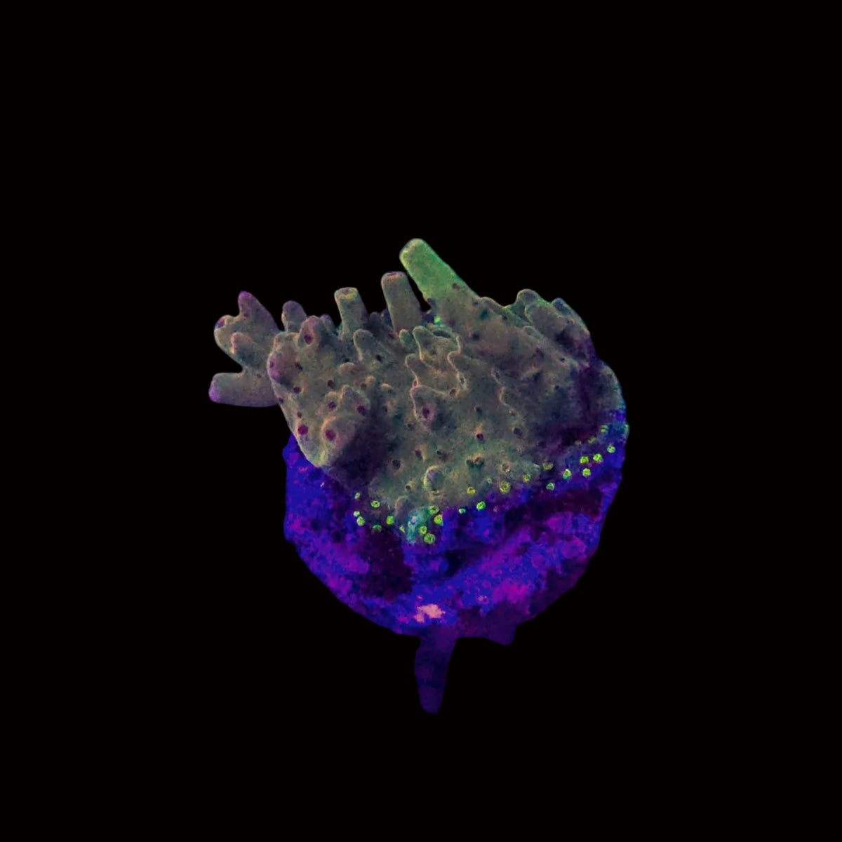 Purple Tip Acropora Granulosa ( Rainbow Rosaria)