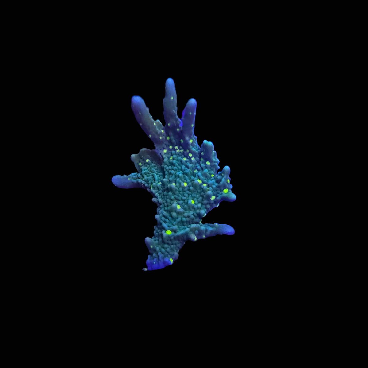 Hirsuta Montipora