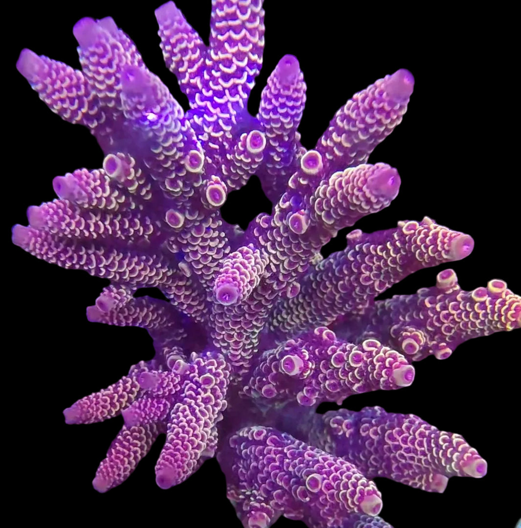 Goldilocks Spathulata Acropora