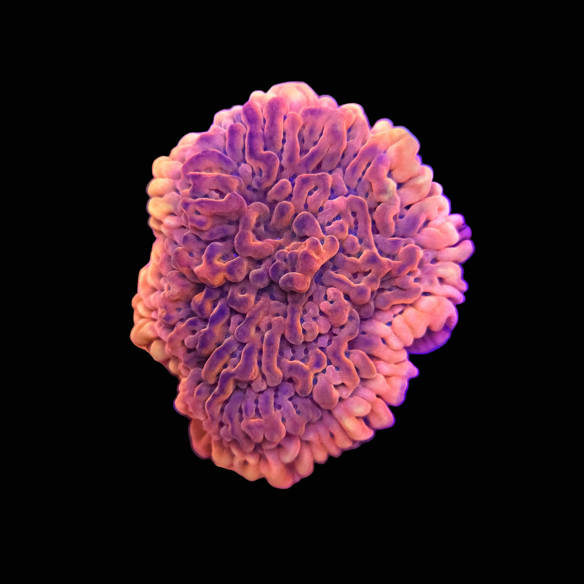 Kung Pao Montipora