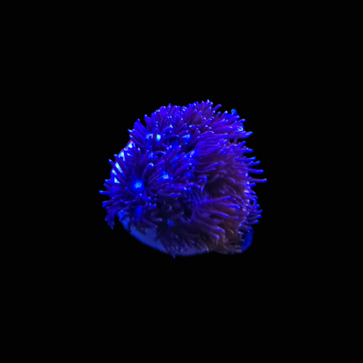 Blue Eyed Purple Goniopora
