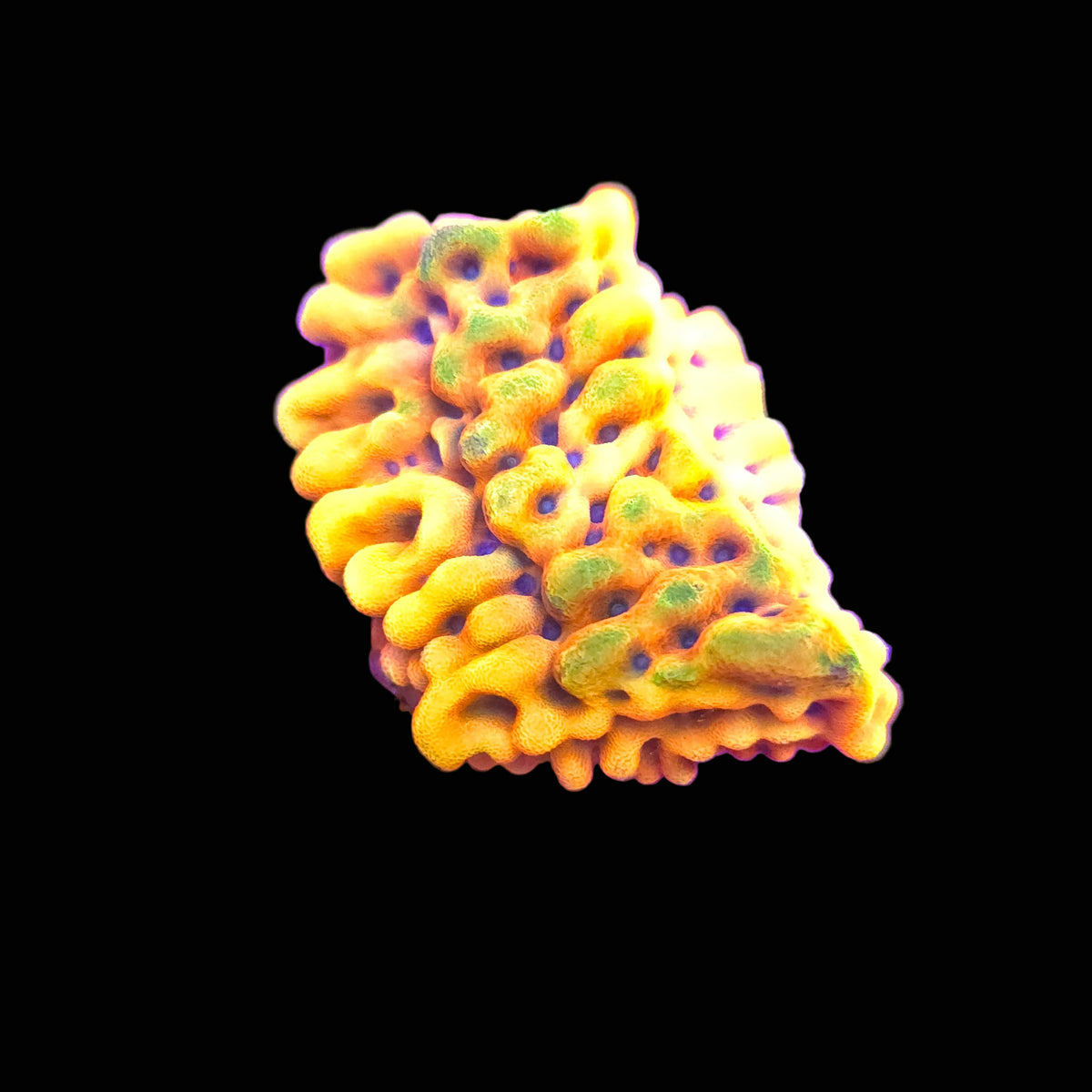 Crazy T Montipora