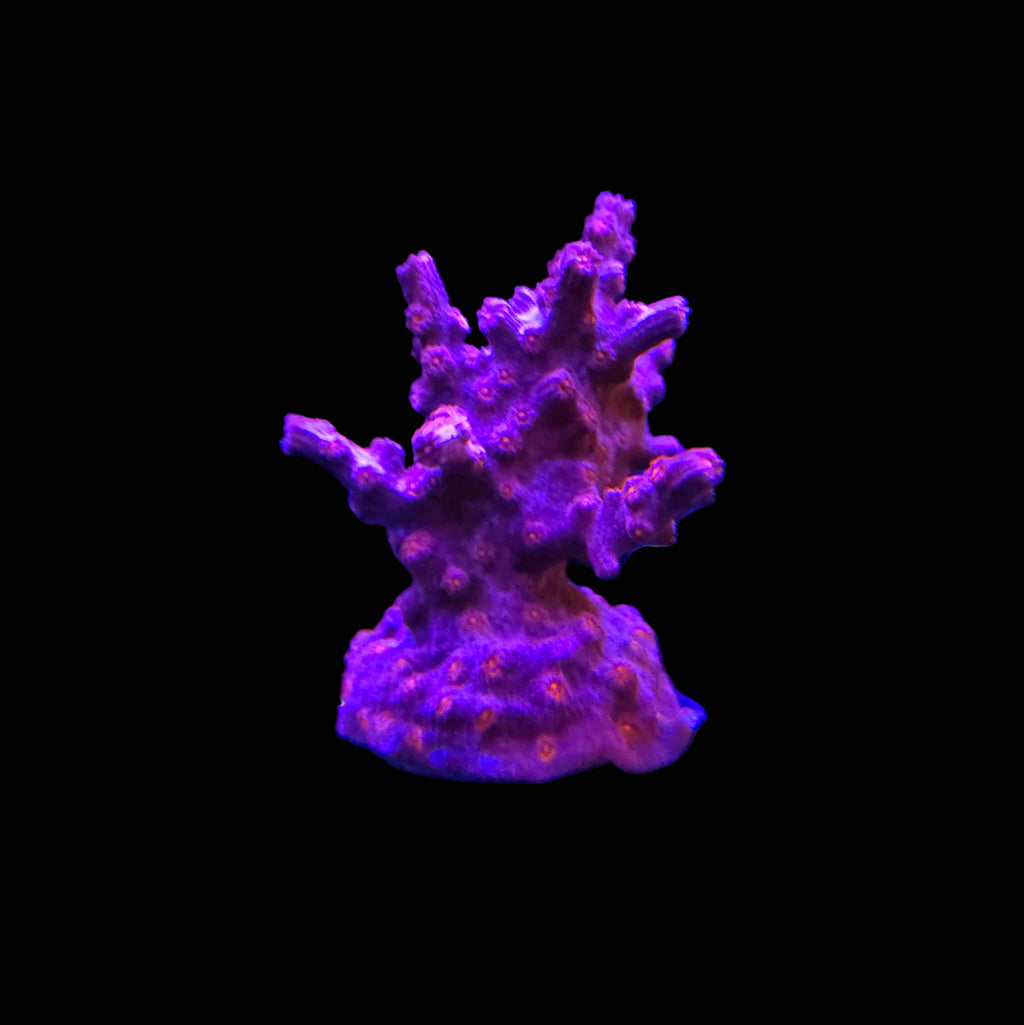 Pink Branching Cyphastrea