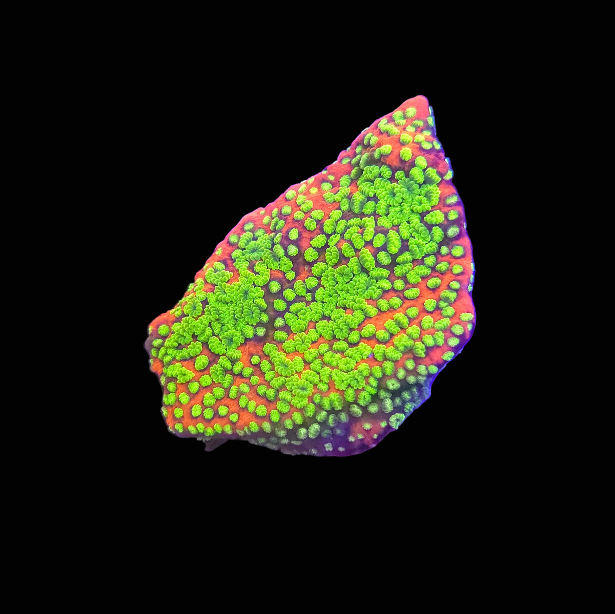 Sunset Montipora