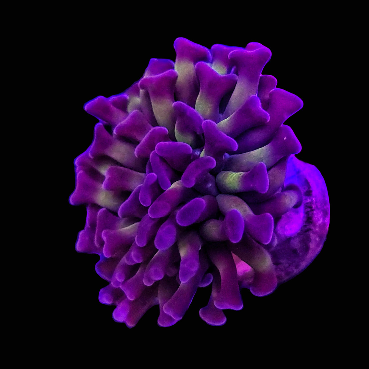 Close-up of a purple coral with a grid background