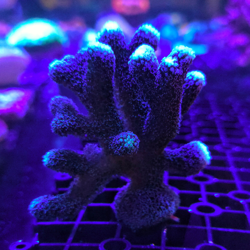Purple Stylophora (Cats Paw)