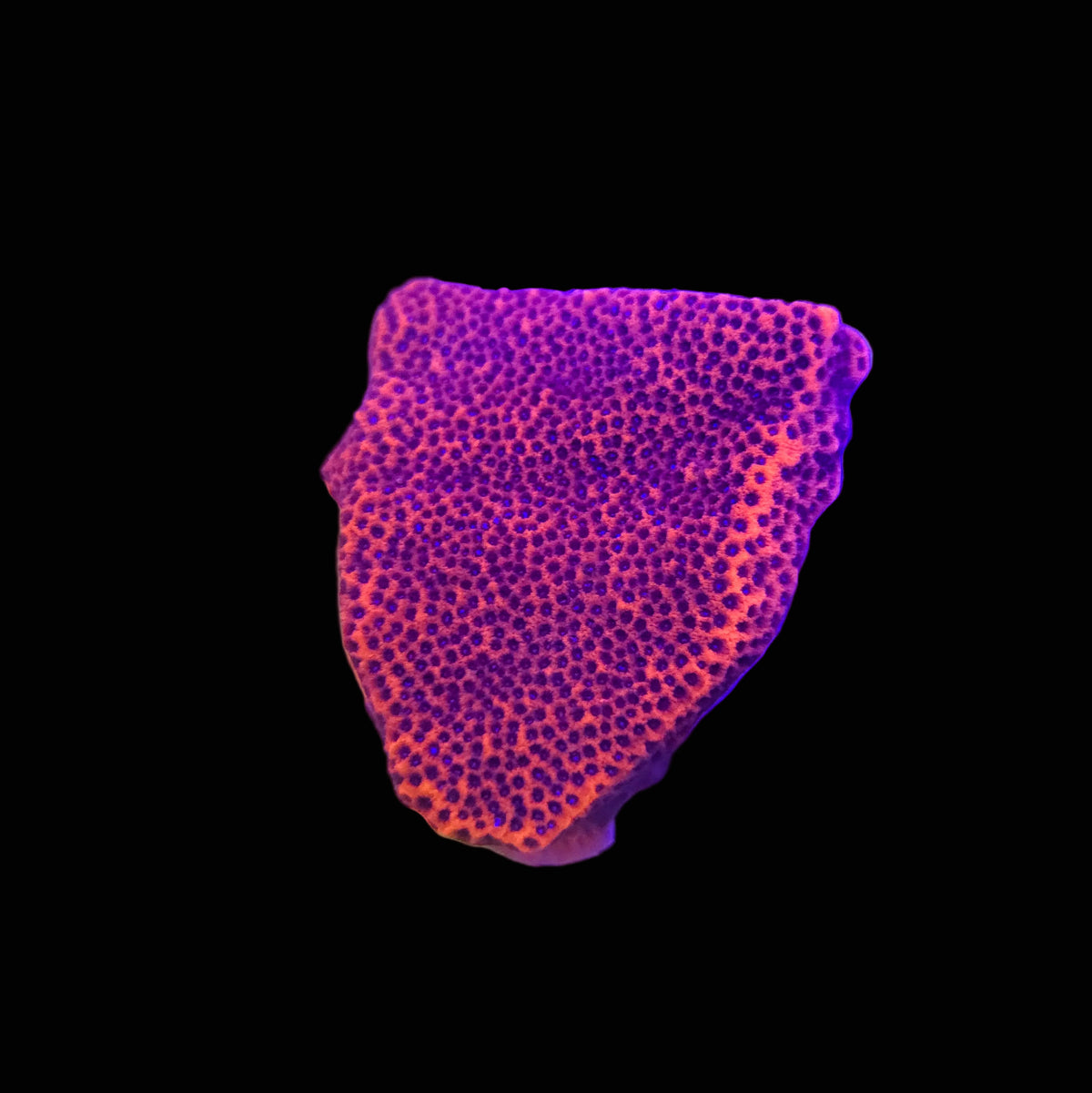 Reverse Superman Montipora