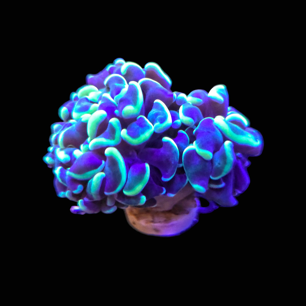 Aqua Green Gold Hammer