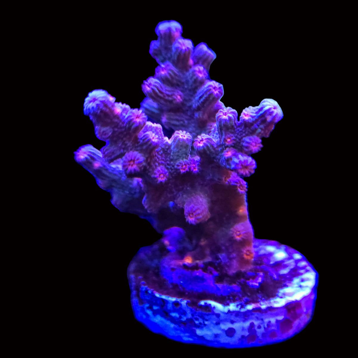 Pink Polyp Blue Branching Cyphastrea