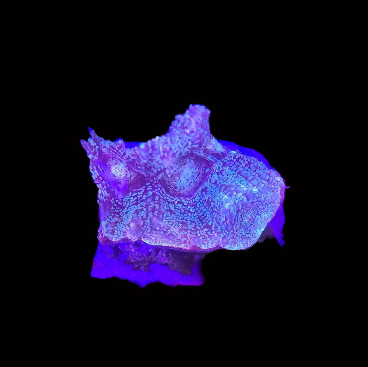ReefGro Moonlight Homophyllia Bowerbanki