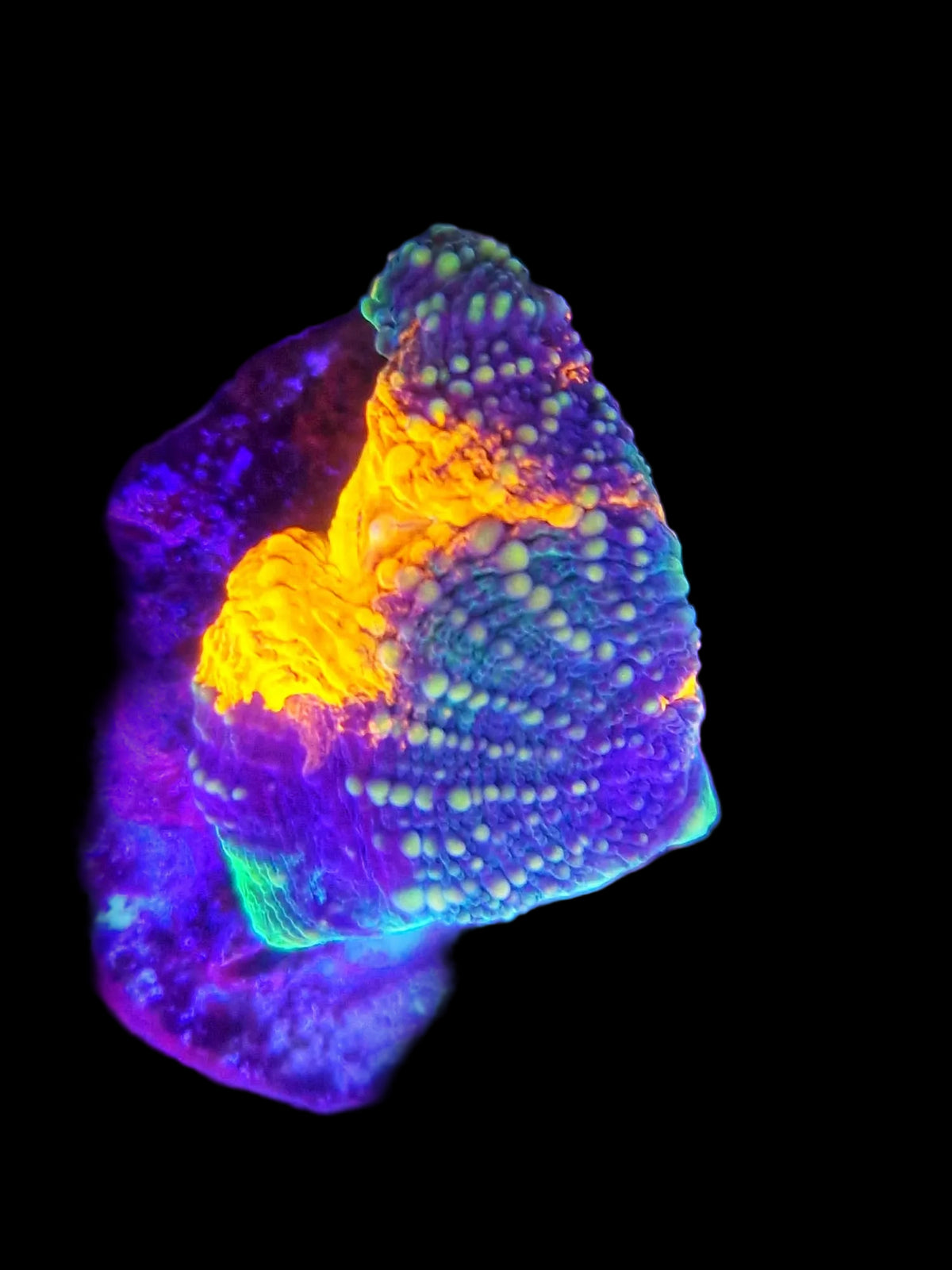Tri Colour Acan Echinata