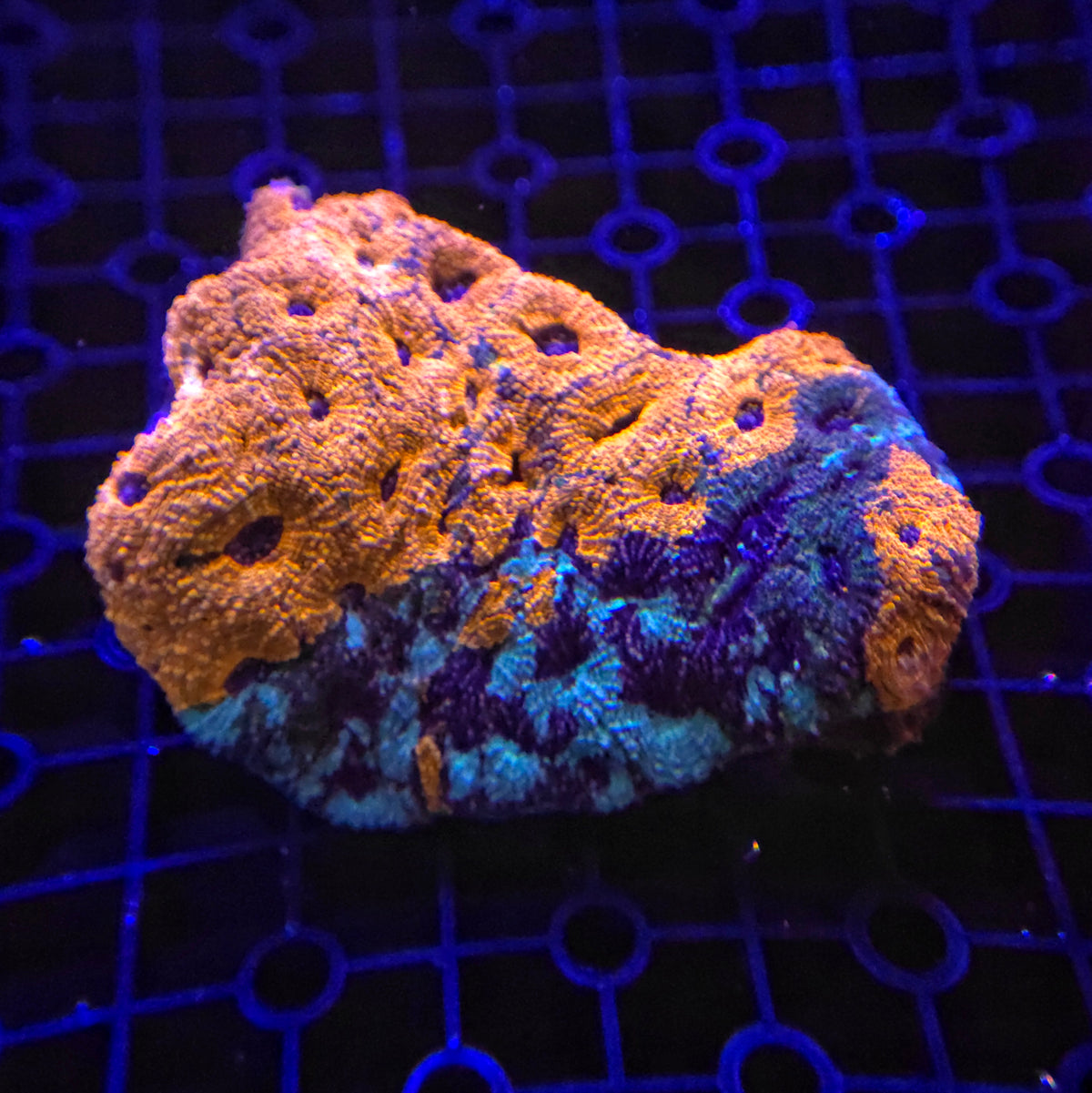 Bright Orange Acan Echinata
