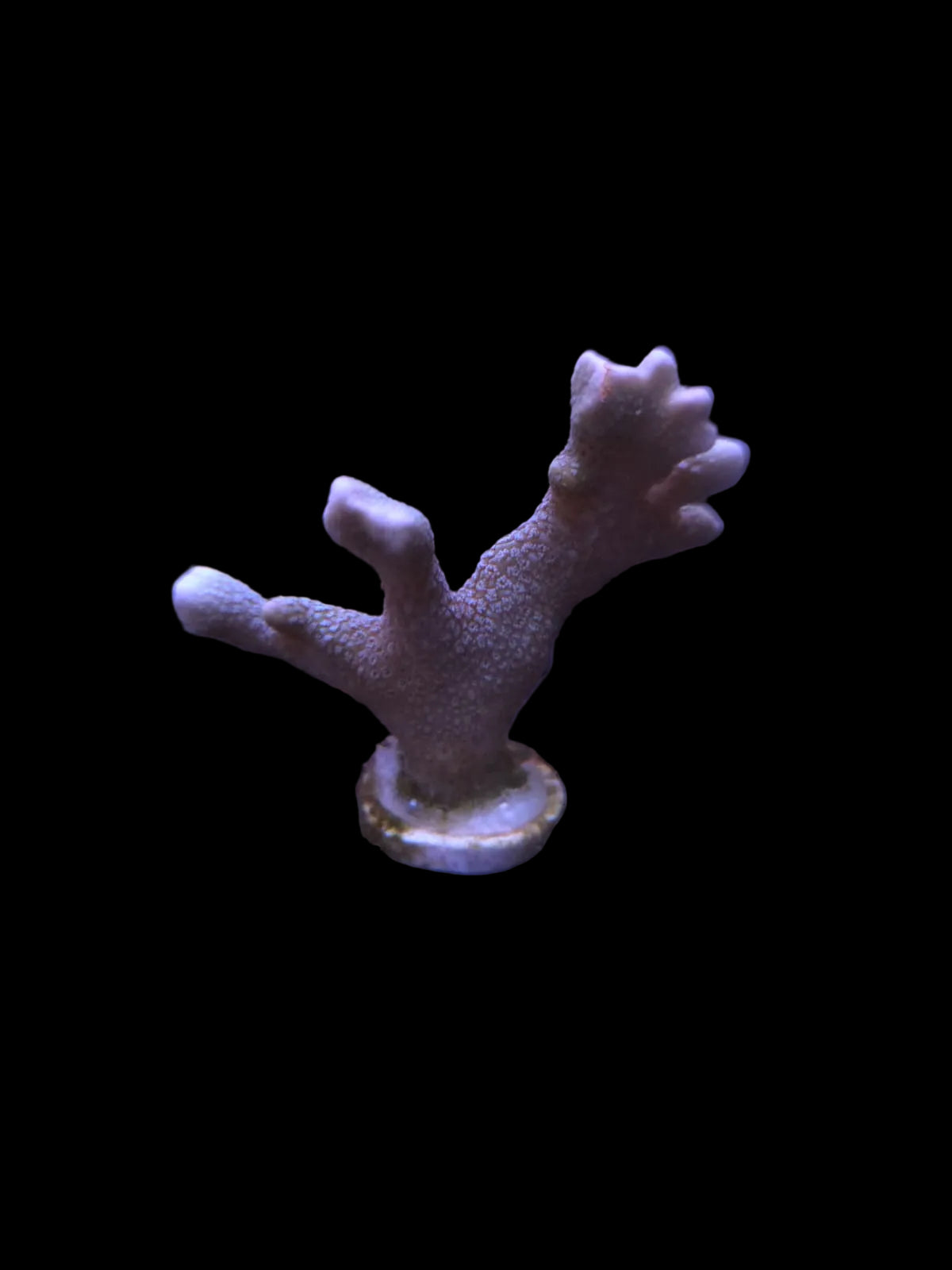 Blue Digitata Montipora