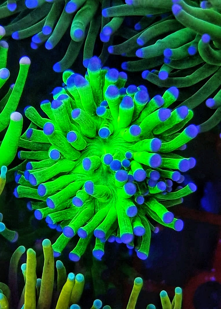 Toxic Green Blue Tip Torch