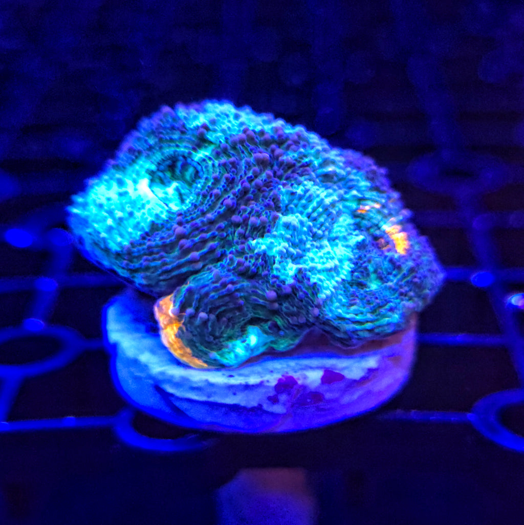 Lesser Tri Colour Acan Echinata