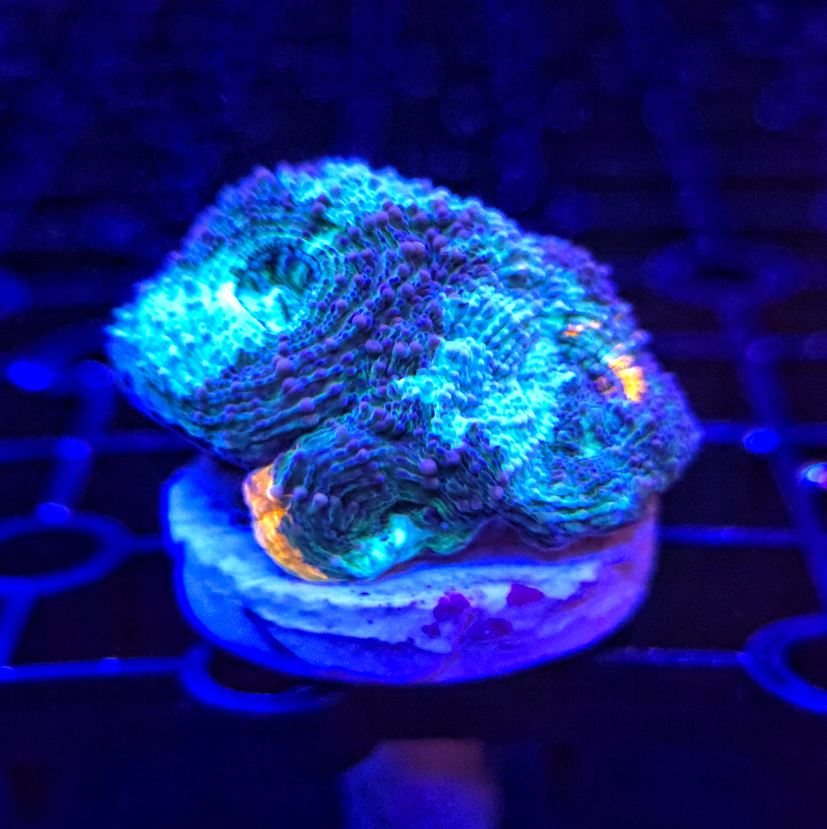 Lesser Tri Colour Acan Echinata