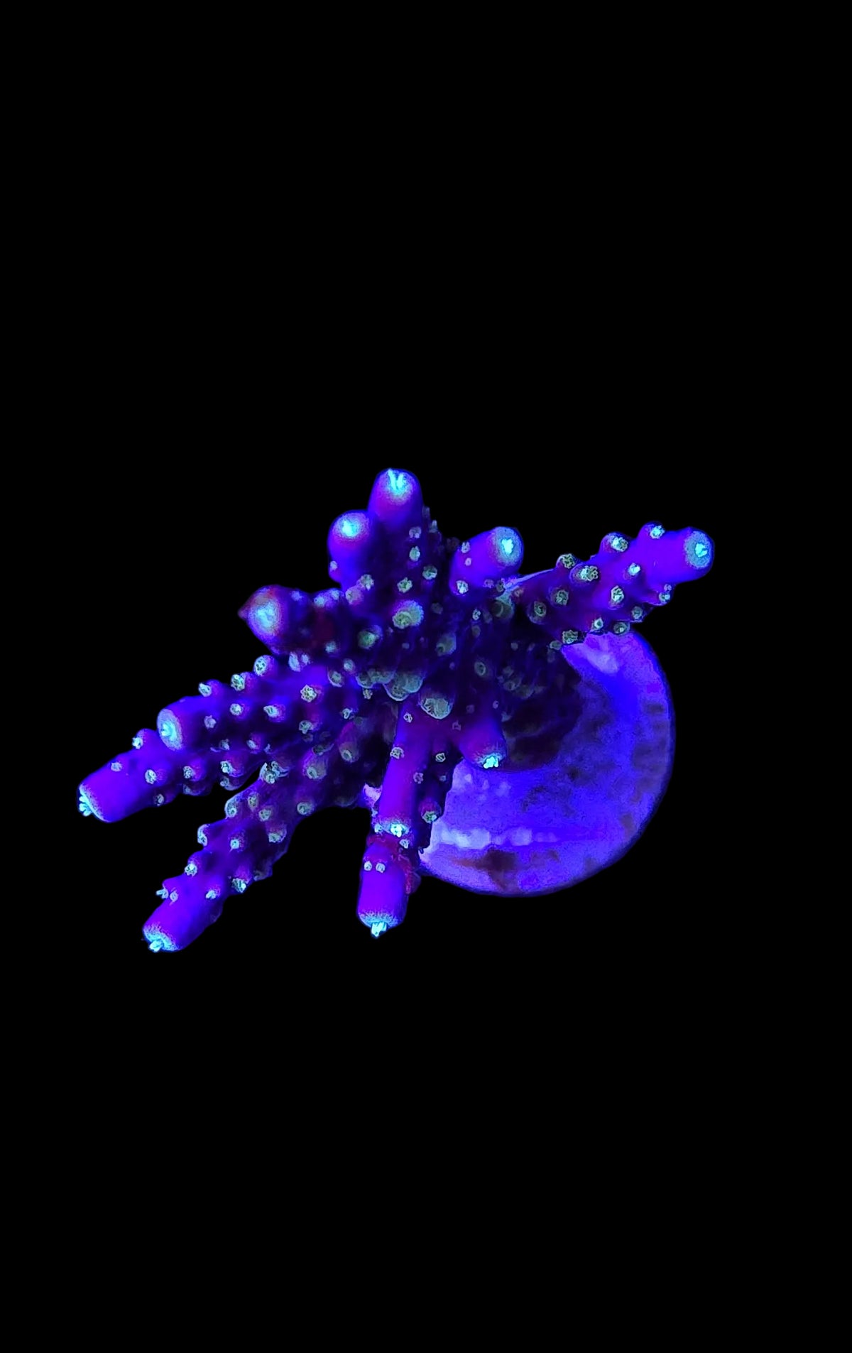 Purple coral-like object on a black background